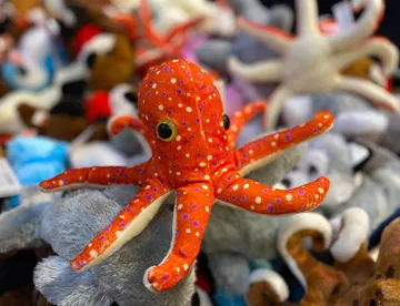 Octopus Rockpool Retail
