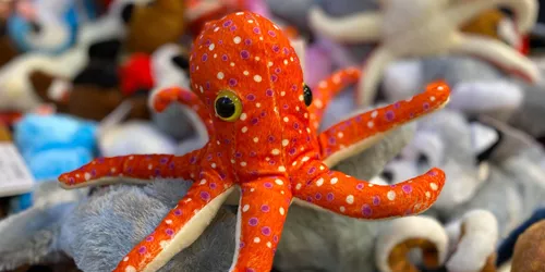 Octopus Rockpool Retail