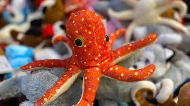 Octopus Rockpool Retail