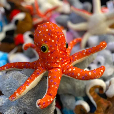 Octopus Rockpool Retail