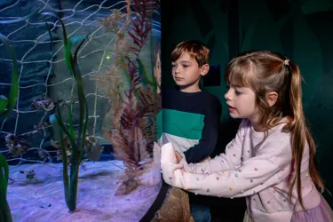 SLS Seahorsesbts 6223 Benholgate