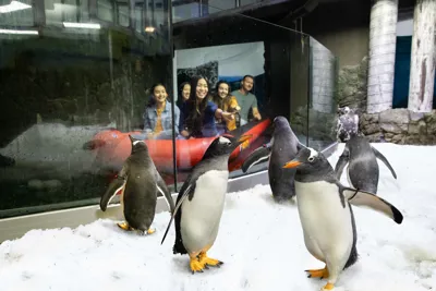 Penguin encounter Boat Ride at Sea Life Sydney Aquarium