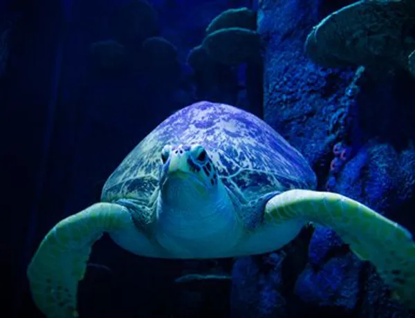 Giant Old Sea Turtle Underwater