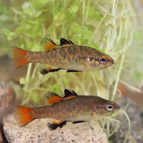 SPP Photo2 By Luke Pearce