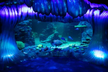 SEA LIFE Sydney aquarium filled with fish and sea creatures of all around the world