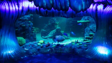 SEA LIFE Sydney aquarium filled with fish and sea creatures of all around the world