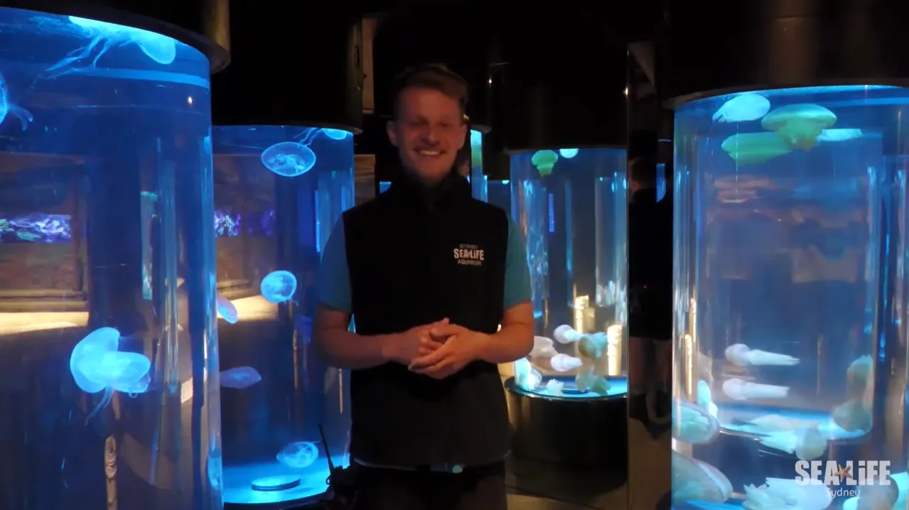 SEA LIFE Sydney Jellyfish Feeding Thumbnail