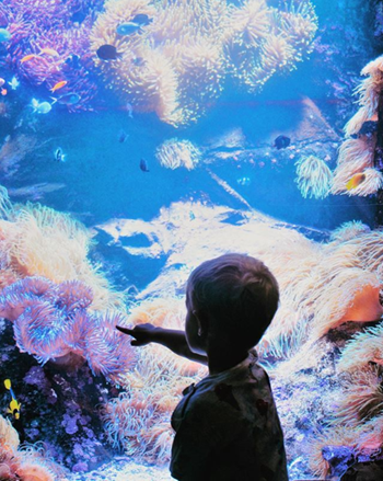 child taking an Instagram photo pointing at the colourful reef at SEA LIFE.