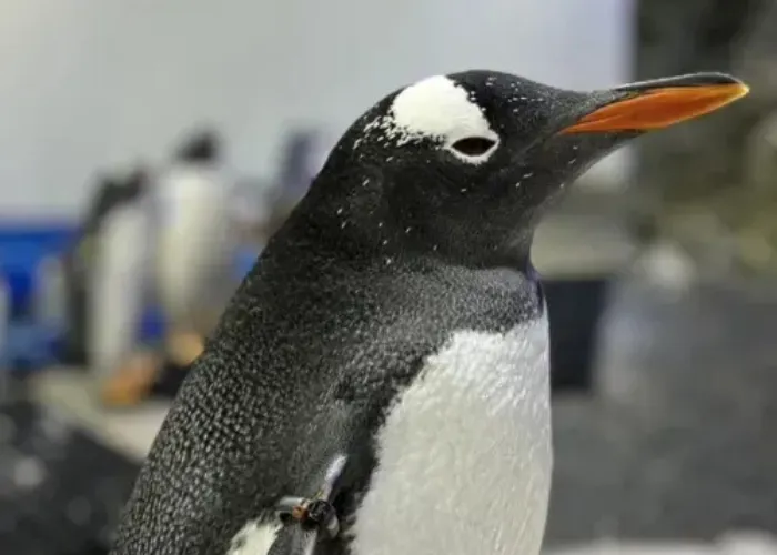 King And Gentoo Penguins Of SEA LIFE Sydney Aquarium Charlie