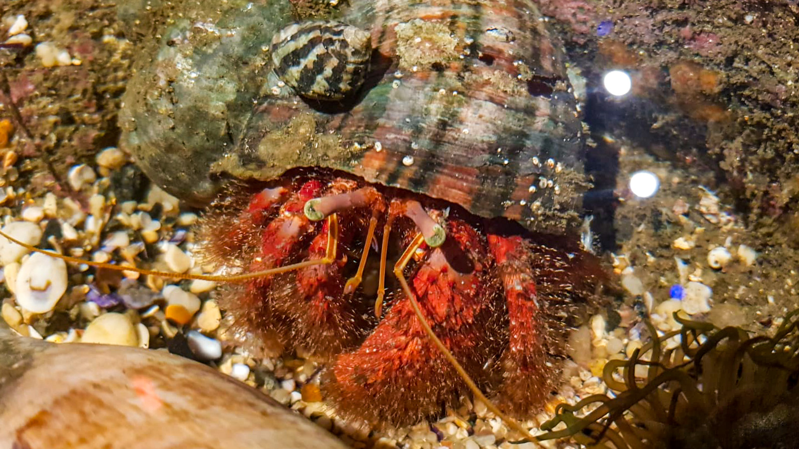 Hermit Crab at Rockpool Sea Life Sydney