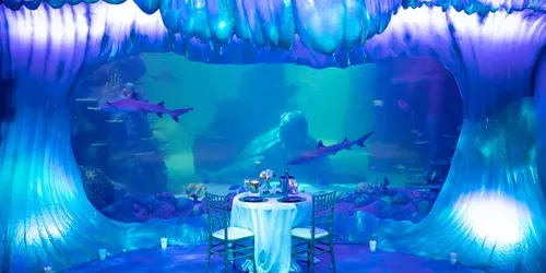 Function and events hire for any occasion at SEA LIFE Sydney under the sea