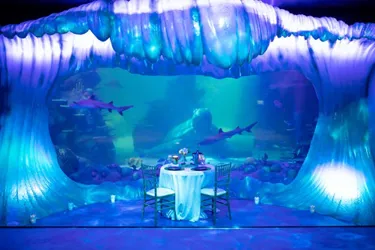 Function and events hire for any occasion at SEA LIFE Sydney under the sea