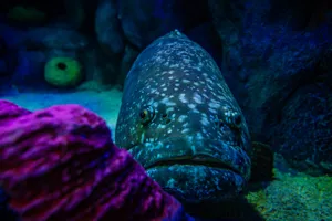 Queensland Grouper at SEA LIFE Sydney Aquarium