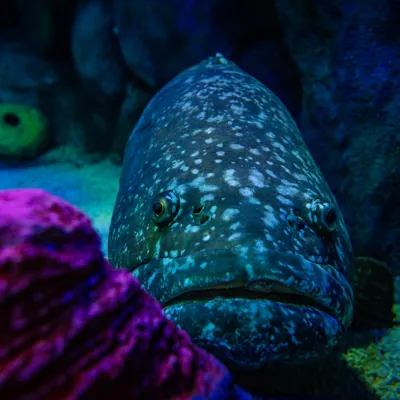 Queensland Grouper at SEA LIFE Sydney Aquarium