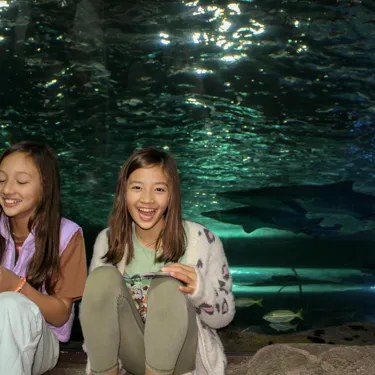 SEA LIFE Sydney Aquarium Myths And Legends Sharks