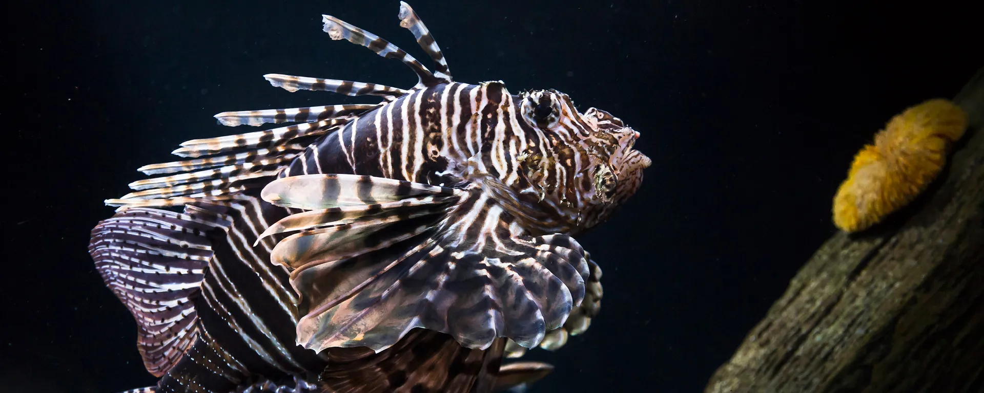 Lionfish