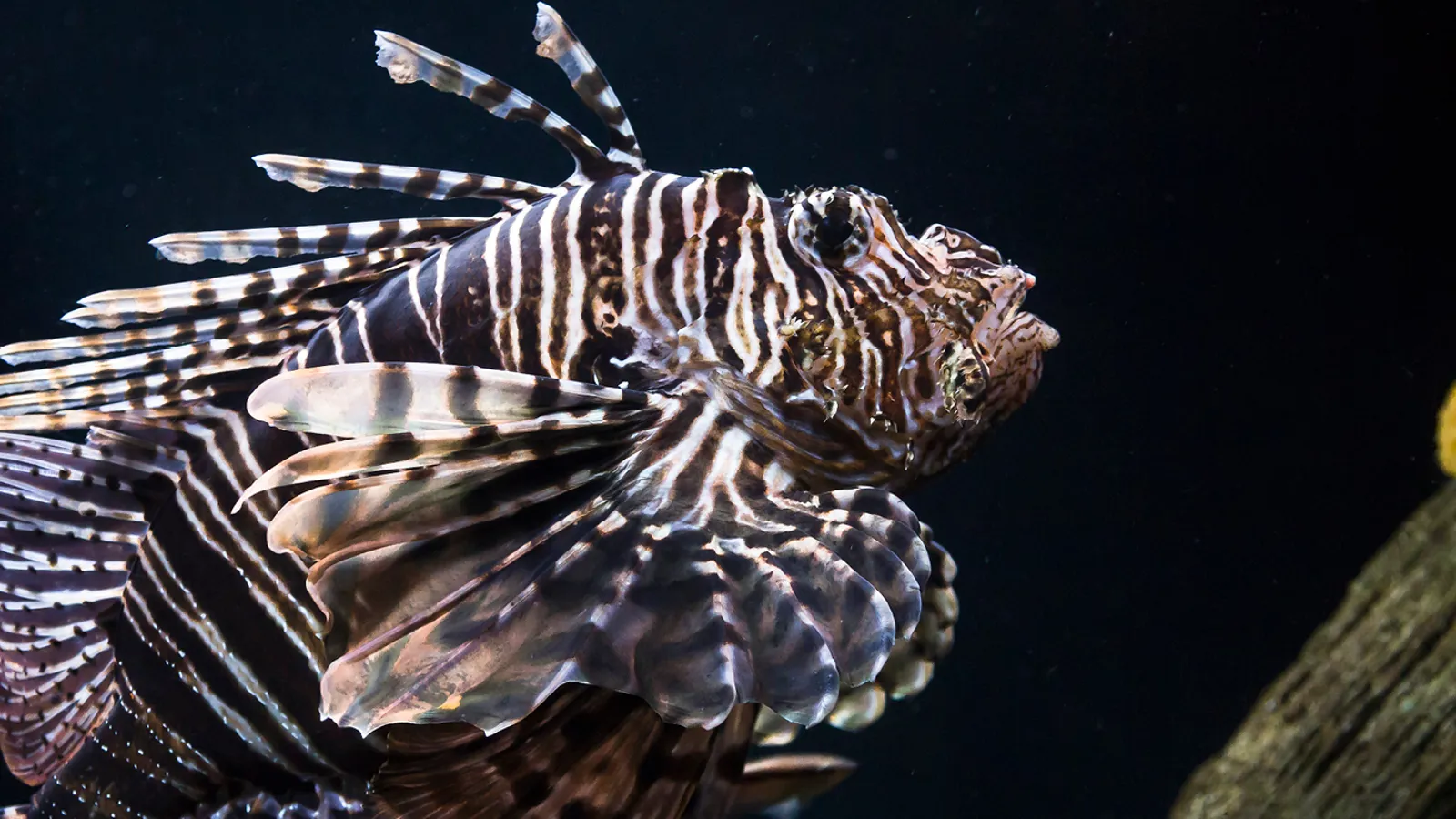 Are Lionfish Venomous Lionfish Fish KXVG are-lionfish-venomous-lionfish-fish-kxvg