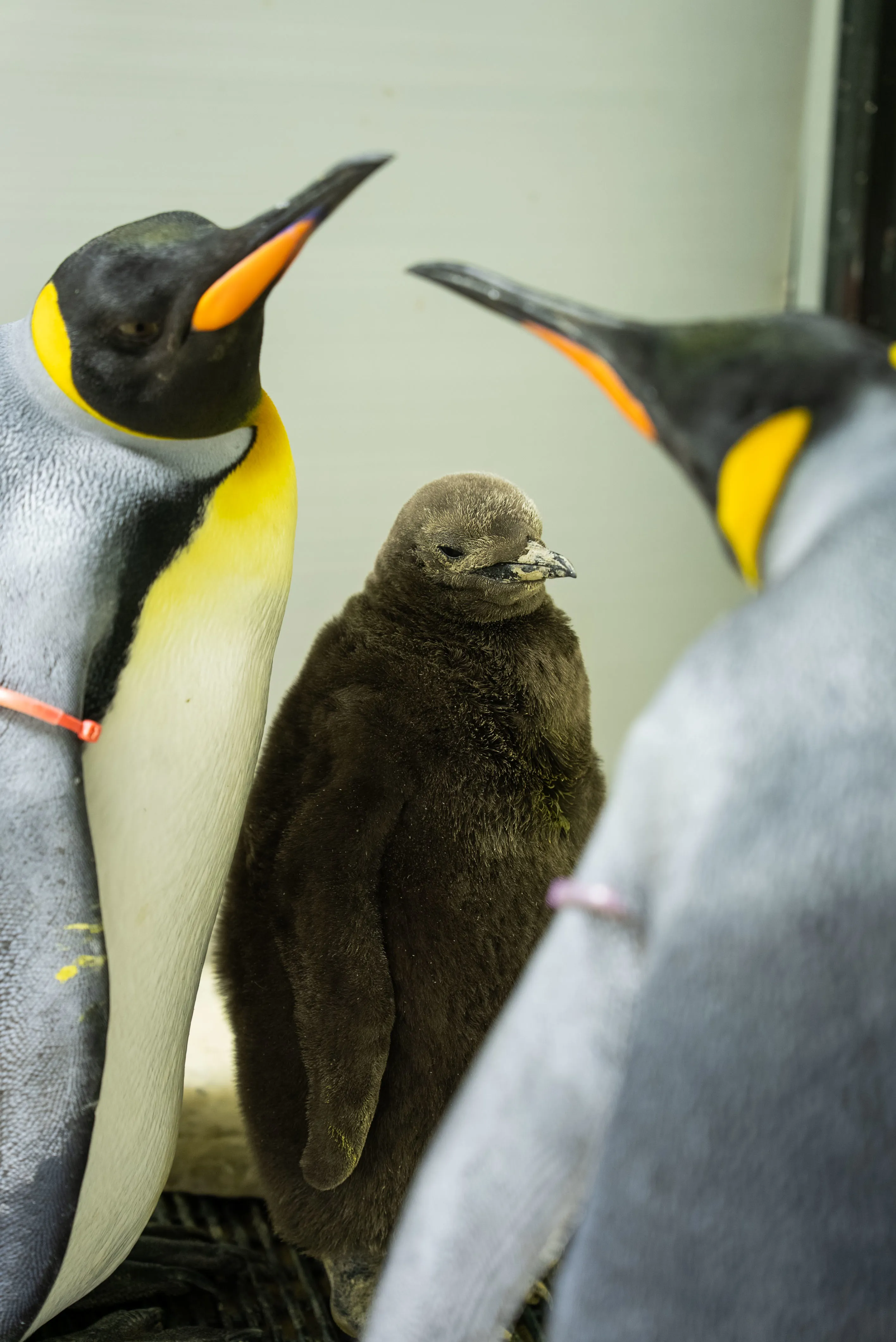 SLS Kingpenguinchick 20