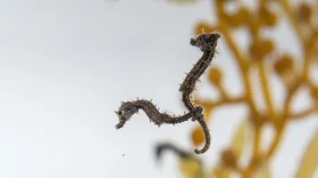 SLS Babyseahorses 7250 Benholgate