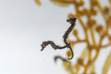 SLS Babyseahorses 7250 Benholgate