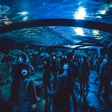 Disco Heart Of The Reef 1