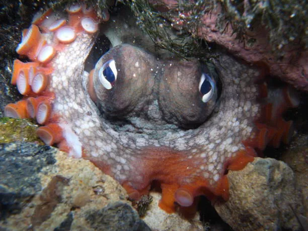 Common Sydney Octopus Gloomy Octopus Eyes