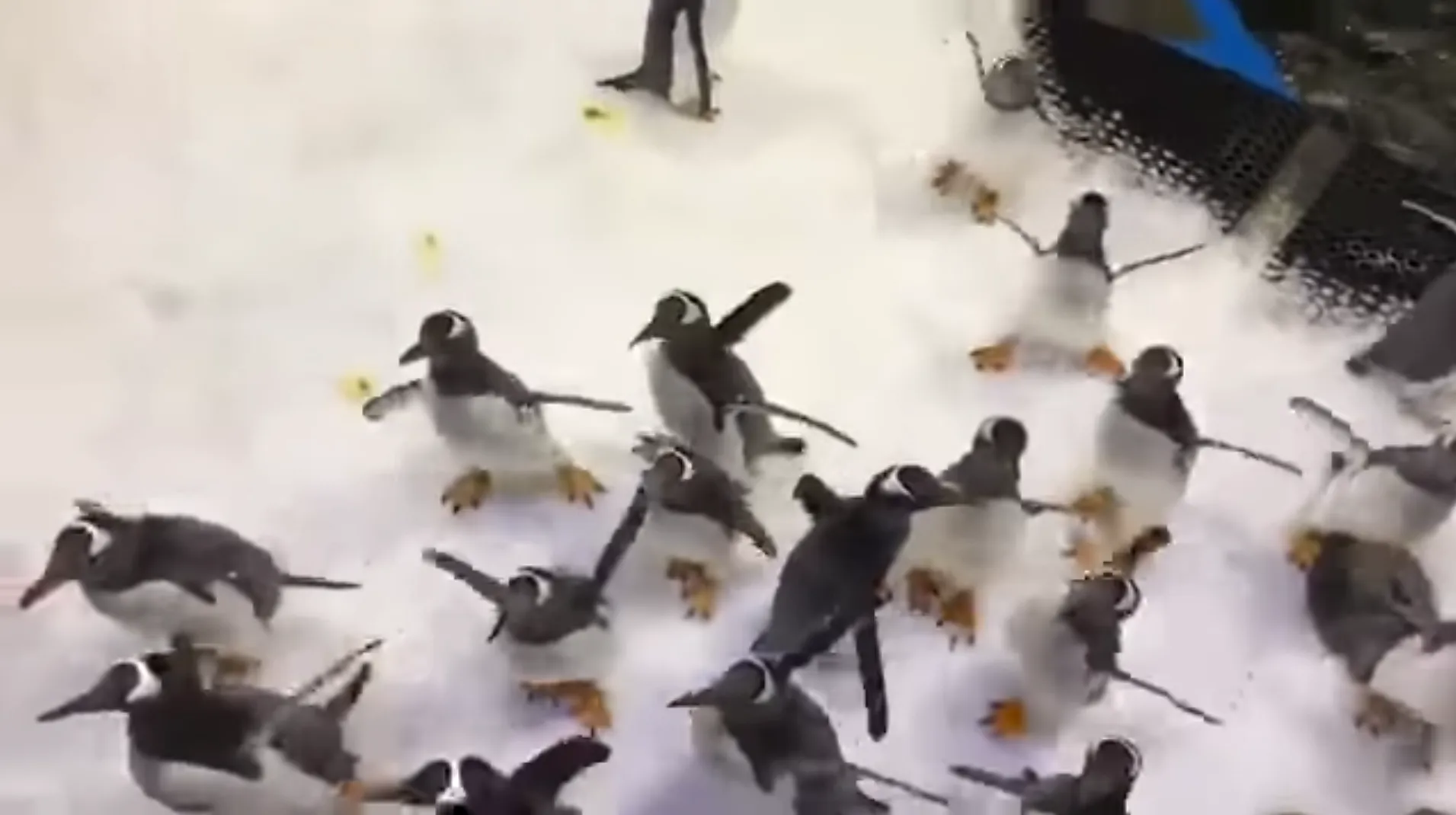 Penguins