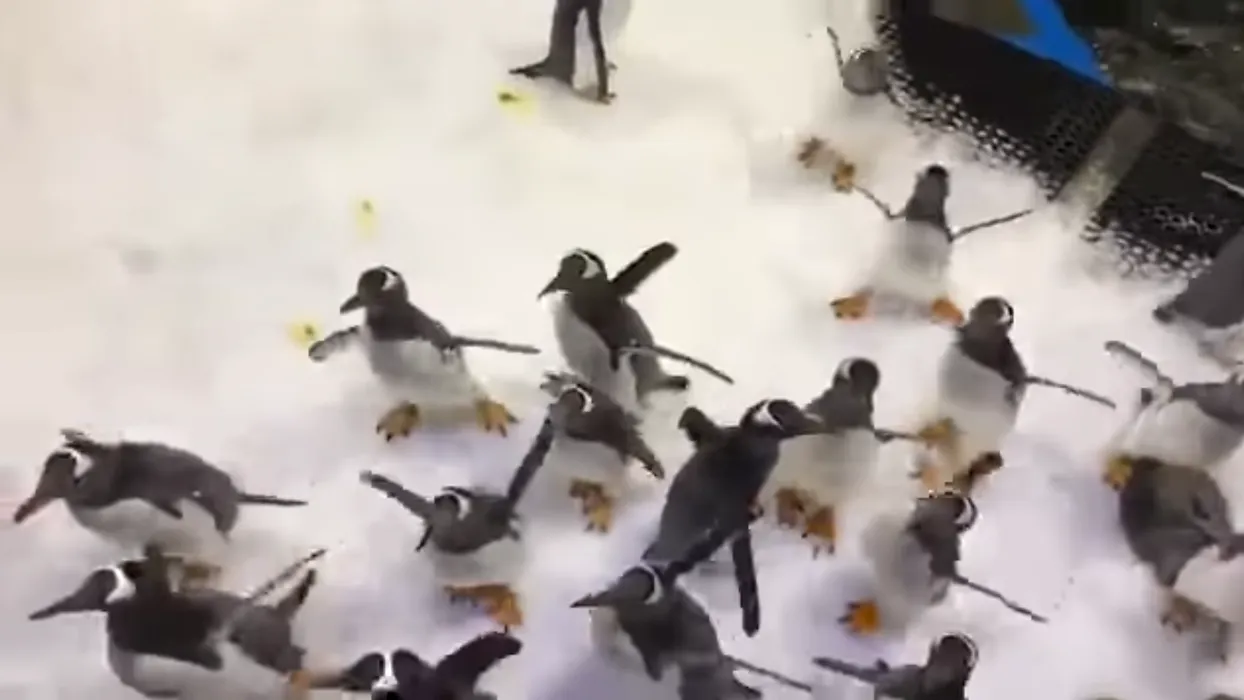 Penguin Keeper Talk SEA LIFE Sydney