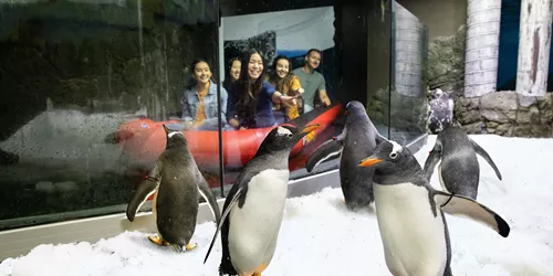Group Of Gentoo Penguins Spotted From Boat Ride
