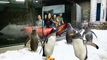 Group of guests in the Penguin Expedition Boat Ride encountering a colony of Penguins