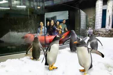 Group of guests in the Penguin Expedition Boat Ride encountering a colony of Penguins