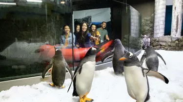 Group of guests in the Penguin Expedition Boat Ride encountering a colony of Penguins