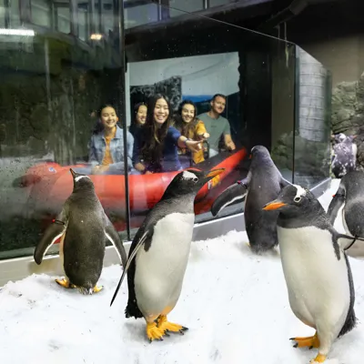 Group of guests in the Penguin Expedition Boat Ride encountering a colony of Penguins