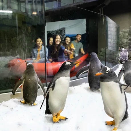 Group of guests in the Penguin Expedition Boat Ride encountering a colony of Penguins