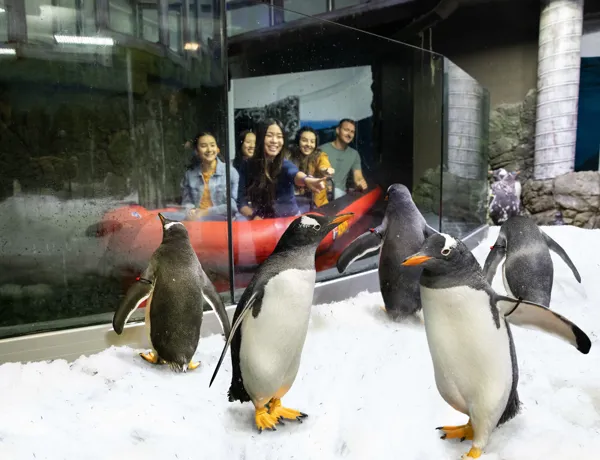 Group of guests in the Penguin Expedition Boat Ride encountering a colony of Penguins