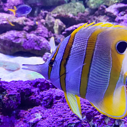 Animals at our Aquarium | SEA LIFE Sydney
