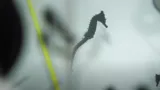 Seahorses