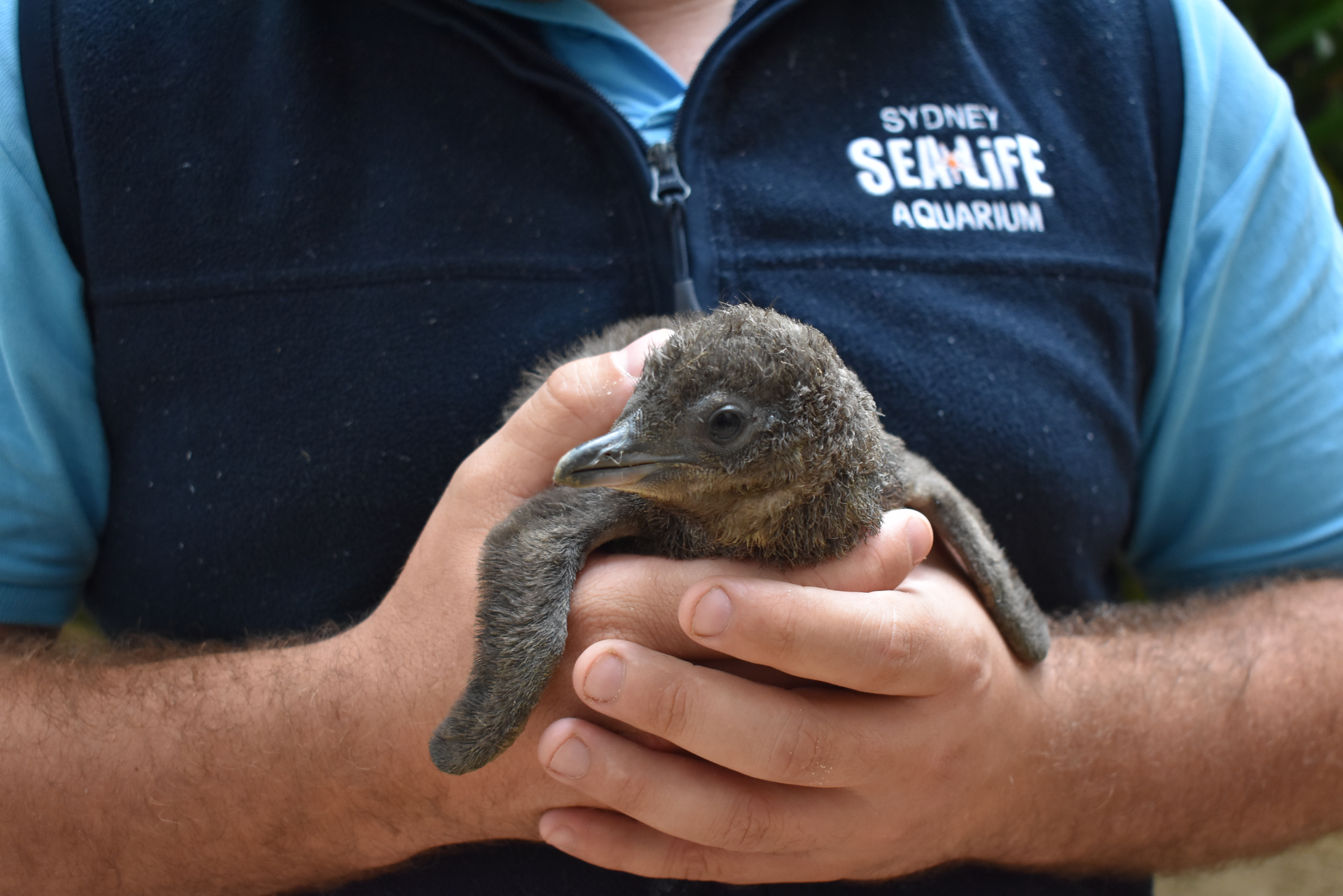 Little Penguin Chick Preps For Weighing