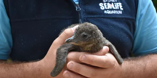 Little Penguin Chick Preps For Weighing