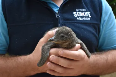 Little Penguin Chick Preps For Weighing