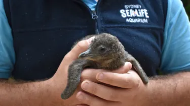 Little Penguin Chick Preps For Weighing