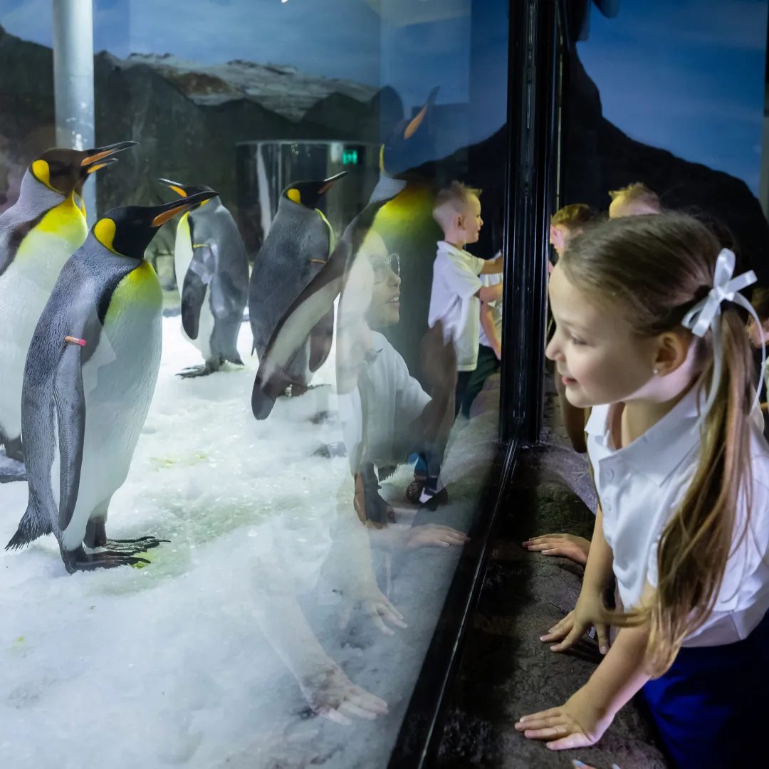 Students observing king penguins during a school excursion