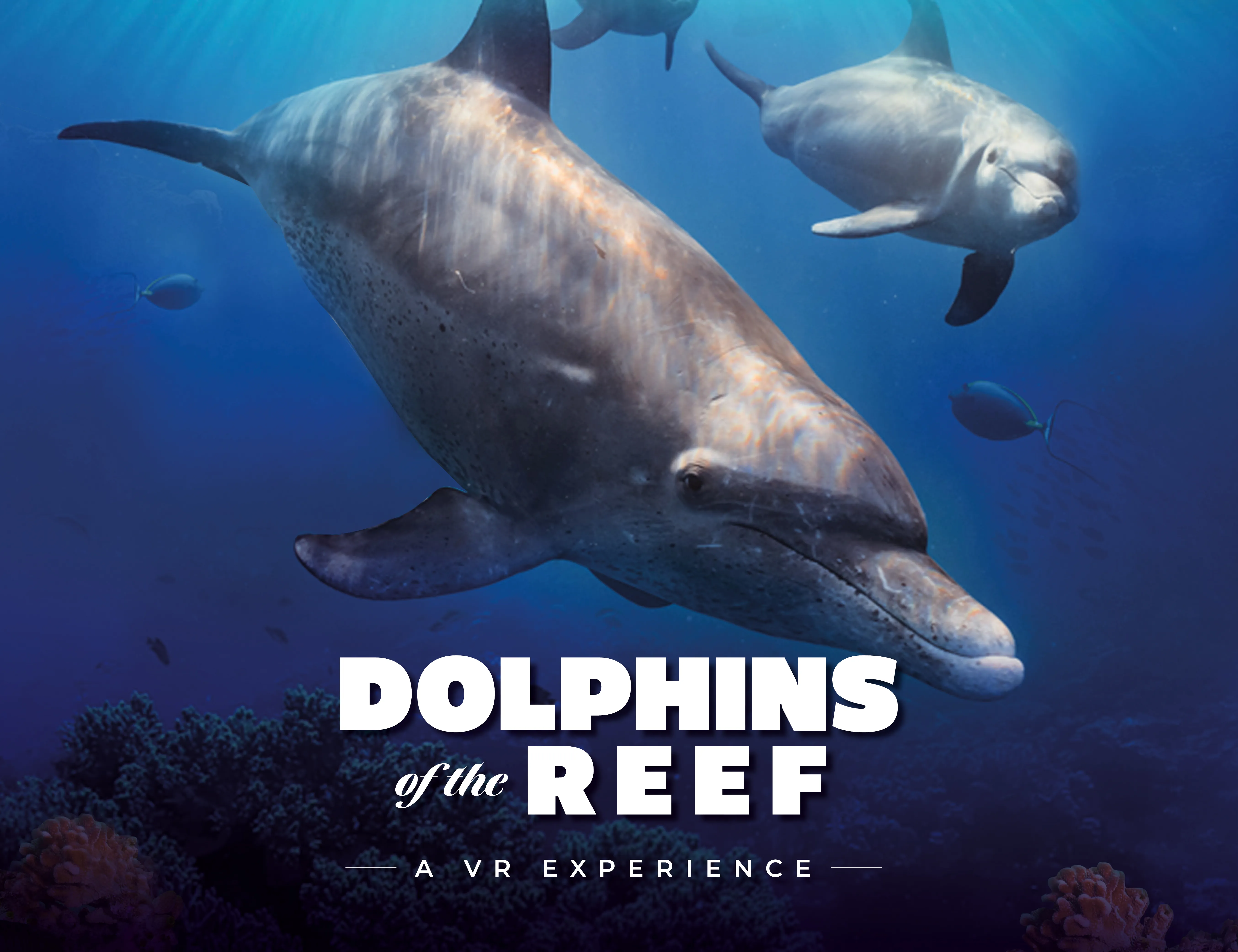 DOLPHINS OF THE REEF ENGLISH EMAIL INSET IMAGE GENERIC