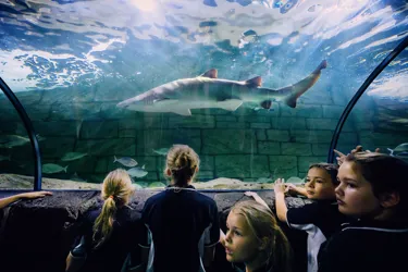 Shark Tank Back Of Head
