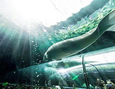 Go to SEA LIFE Sydney underwater tunnel to see Dugong 