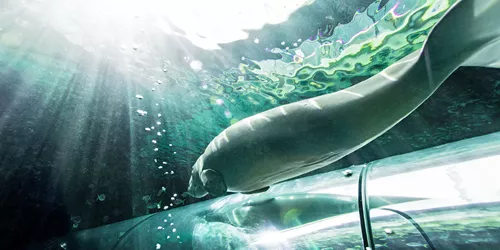 Go to SEA LIFE Sydney underwater tunnel to see Dugong 
