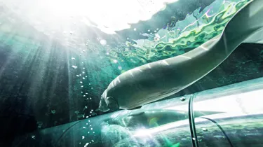 Go to SEA LIFE Sydney underwater tunnel to see Dugong