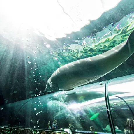 Go to SEA LIFE Sydney underwater tunnel to see Dugong