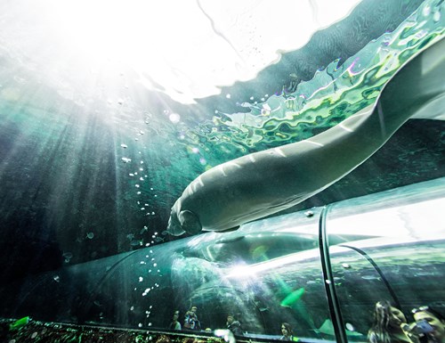 Check out a rescued Dugong, get up close and personal and learn the difference between a manatee and a Dugong.