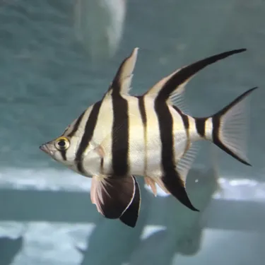 Discover Sydney Harbour species like the Old Wife